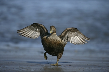 Eider duck, Somateria mollissima, single female by water, Northumberland      の写真素材