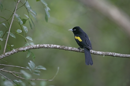 Golden-winged cacique, Cacicus chrysopterus, single bird on branch, Brazilの写真素材