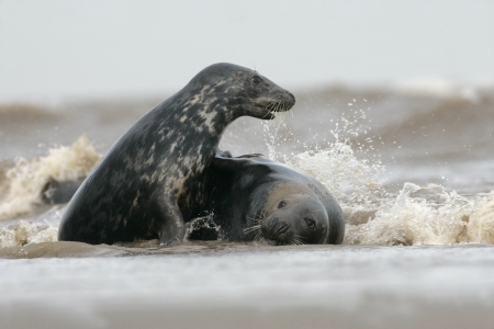 Grey seal, Halichoerus grypus, two mammals in water, Lincolnshireの写真素材