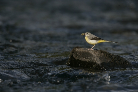 Grey wagtail, Motacilla cinerea, single female on rock, Walesの写真素材