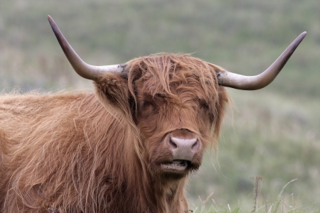 Highland cattle, single animal on grass, Texal, Netherlands
