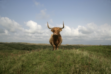 Highland cattle, single animal on grass, Texal, Netherlands