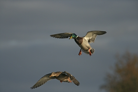 Mallard, Anas platyrhynchos, female and male in flight, Midlandsの写真素材