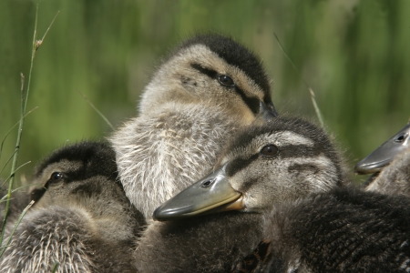 Mallard, Anas platyrhynchos, group of young ducklings, Midlandsの写真素材