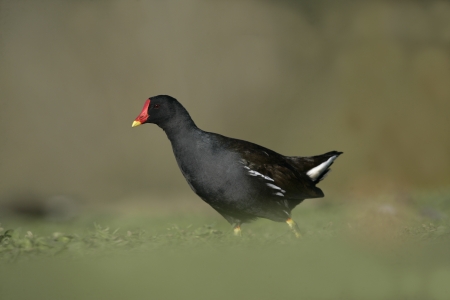 Moorhen, Gallinula chloropus, single bird on grass, Gloucestershire, UKの写真素材