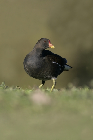 Moorhen, Gallinula chloropus, single bird on grass, Gloucestershire, UKの写真素材