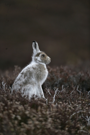 Mountain hare, Lepus timidus, single mammal on heather, spring coat, Scotlandの写真素材
