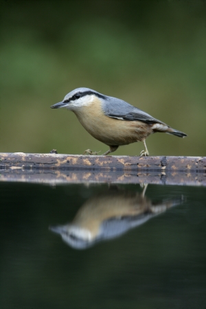 Nuthatch, Sitta europaea, single bird by water, Warwickshireの写真素材