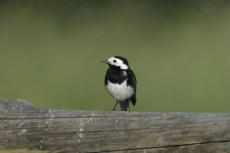 Pied wagtail, Motacilla alba yarrellii, single bird on fecne, Walesの写真素材