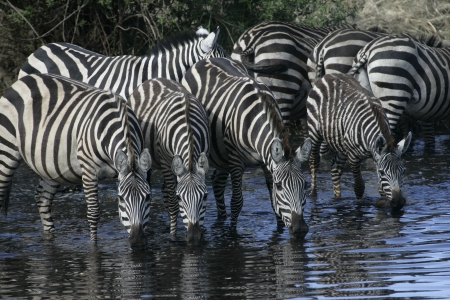 Plains zebra, Equus quaggai,  group mammals at water, Tanzaniaの写真素材