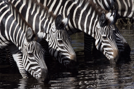 Plains zebra, Equus quaggai,  group mammals at water, Tanzaniaの写真素材