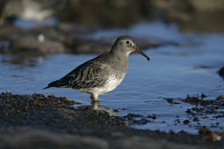 Purple sandpiper, Calidris maritima, single bird by water, Northumberland
