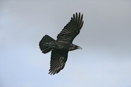 Raven, Corvus corax, single bird in flight, Walesの写真素材