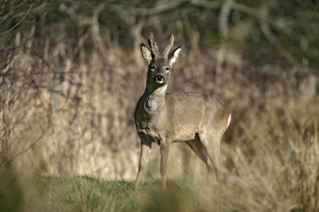 Roe deer,  Capreolus capreolus, single male by reeds, Dorsetの写真素材