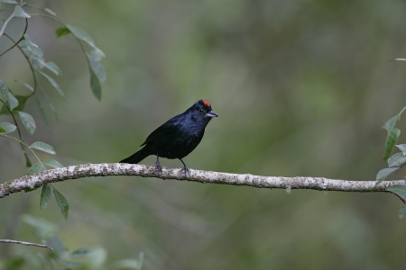 Ruby-crowned tanager, Tachyphonus coronatus, single male on branch, Brazil