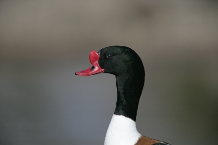 Shelduck, Tadorna tadorna, single bird by water, Gloucestershire, 