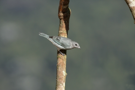 Sayacca tanager, Thraupis sayaca, single bird on branch, 
Brazilの写真素材