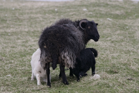 Domestic sheep, North Uist, Hebridesの写真素材