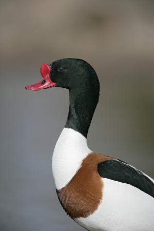 Shelduck, Tadorna tadorna, single bird by water, Gloucestershire, の写真素材