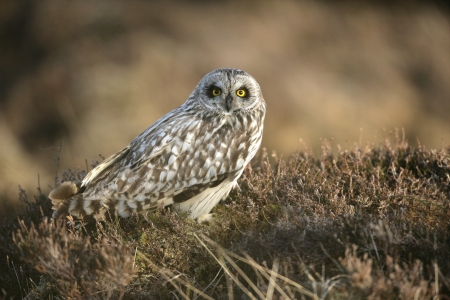 Short-eared owl, Asio flammeus, single bird on heather, North Uist, Hebridesの写真素材