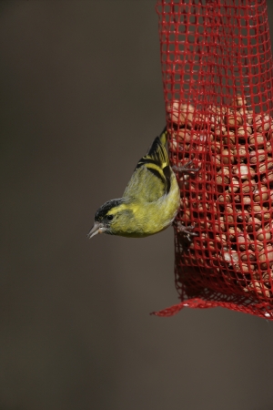 Siskin, Carduelis spinus, single male on peanuts, Midlandsの写真素材