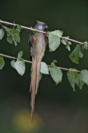 Speckled mousebird, Colius striatus, single bird on branch, Tanzaniaの写真素材