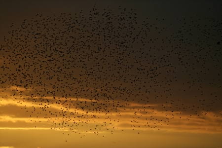Starling, Sturnus vulgaris, Brighton pier roost, Sussex, UK, 
Autumnの写真素材
