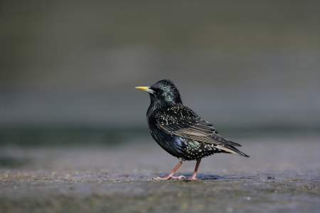 Starling, Sturnus vulgaris, single bird on ground, Northumberlandの写真素材