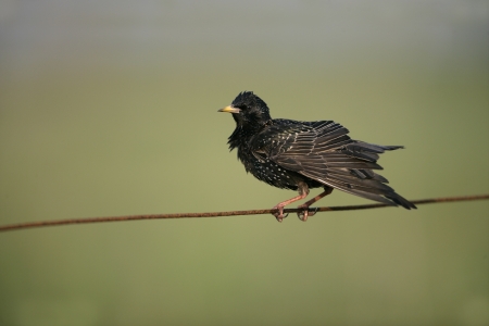 Starling, Sturnus vulgaris, single bird wire fence, North Uist, Hebrides, Scotlandの写真素材