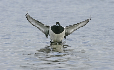 Tufted duck,  Aythya fuligula, single male landing on water, Switzerland, winterの写真素材