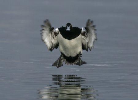 Tufted duck,  Aythya fuligula, single male landing on water, Switzerland, winterの写真素材