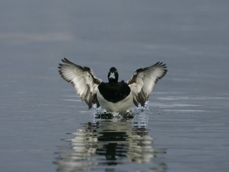Tufted duck,  Aythya fuligula, single male landing on water, Switzerland, winterの写真素材
