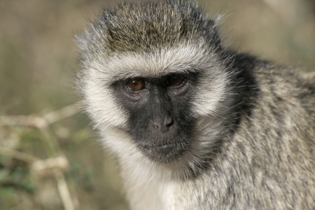 Vervet or Green monkey, Chlorocebus pygerythrus, single mammal close up, Tanzaniaの写真素材