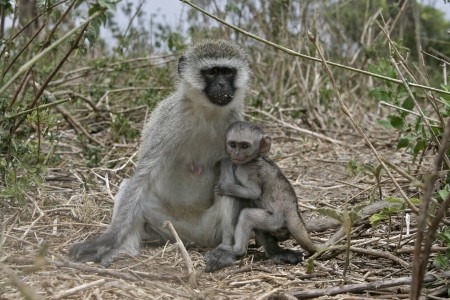 Vervet or Green monkey, Chlorocebus pygerythrus, single mammal with baby, Tanzaniaの写真素材