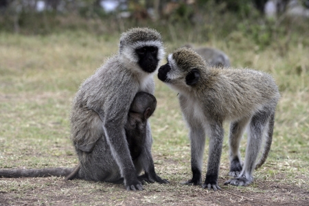Vervet or Green monkey, Chlorocebus pygerythrus, two mammals with baby, Tanzaniaの写真素材