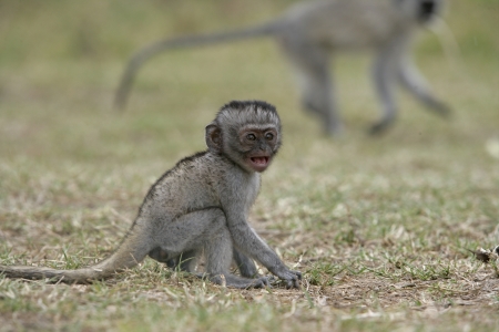 Vervet or Green monkey, Chlorocebus pygerythrus, single young mammal on ground, Tanzania