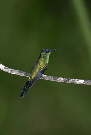 Violet-capped woodnympth, Thalurania glaucopis, singe bird on branch, Brazilの写真素材