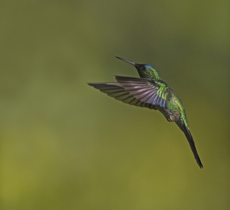 Violet-capped woodnympth, Thalurania glaucopis, singe bird in flight, Brazilの写真素材