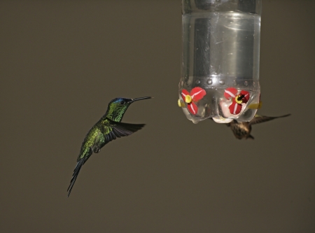 Violet-capped woodnympth, Thalurania glaucopis, singe bird in flight at feeder, Brazilの写真素材