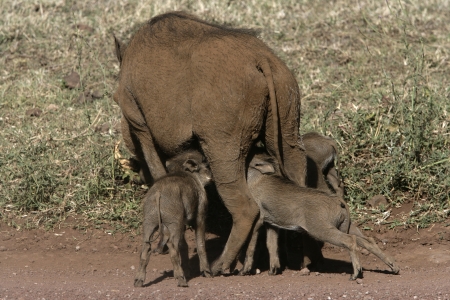 Warthog with youngs, Tanzaniaの写真素材