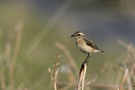 Whinchat on perchの写真素材