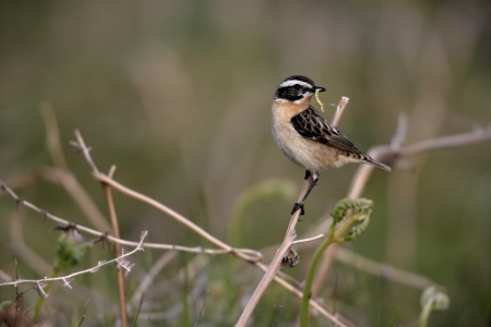 Whinchat on perchの写真素材