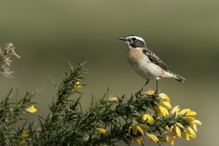 Whinchat on perchの写真素材
