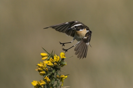 Whinchat in flightの写真素材