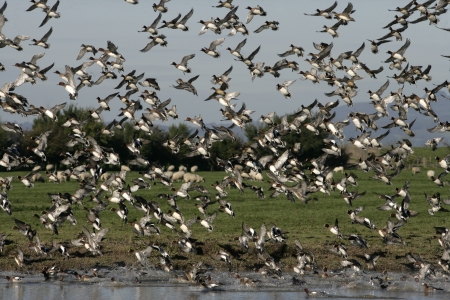 Wigeon group in flight