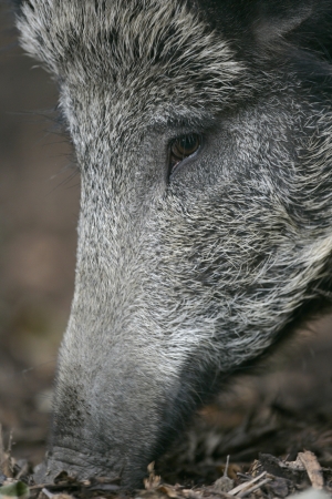 Wild boarの写真素材