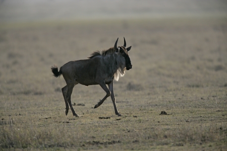 Wildebeest on ground, Tanzaniaの写真素材