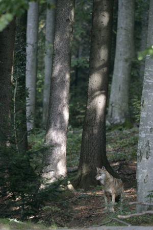 Grey wolf, Canis lupus, single mammal in wood, captive                   
