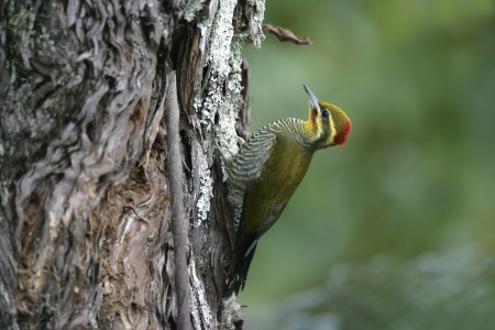 Yellow-browed woodpecker, Piculus aurulentus, single bird on branch, Brazilの写真素材