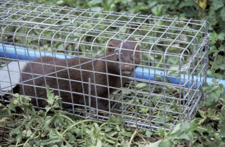 American mink, Mustela vison, single mammal in trapの写真素材